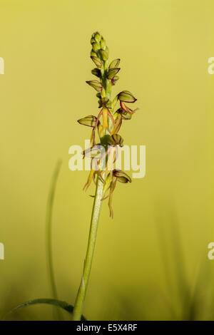 Man Orchid (Orchis anthropophora) Stock Photo