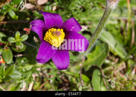 Common Pasque Flower (Pulsatilla vulgaris) Stock Photo