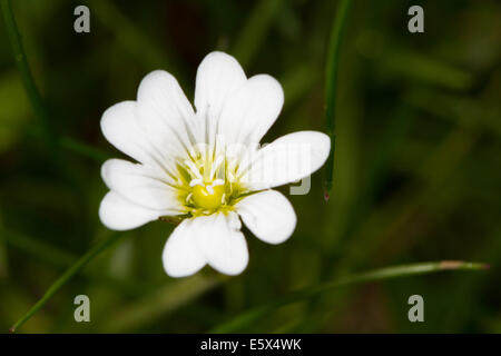 Field Mouse-ear (Cerastium arvense) flower Stock Photo