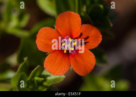 Scarlet Pimpernel (Anagallis arvensis arvensis) flower Stock Photo