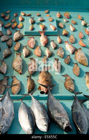 Fish laid out in boat at market Stock Photo