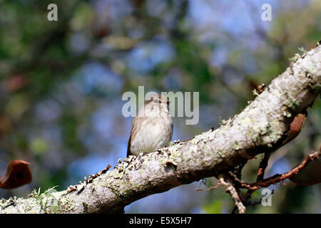 A African dusky flycatcher, dusky-brown flycatcher or dusky alseonax,(Muscicapa adusta) perched in a tree. Stock Photo