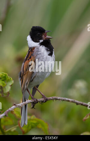singing male Reed Bunting (Emberiza schoeniclus) Stock Photo