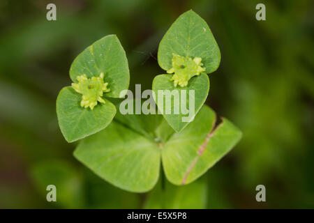 Broad-leaved Spurge (Euphorbia platyphyllos) Stock Photo