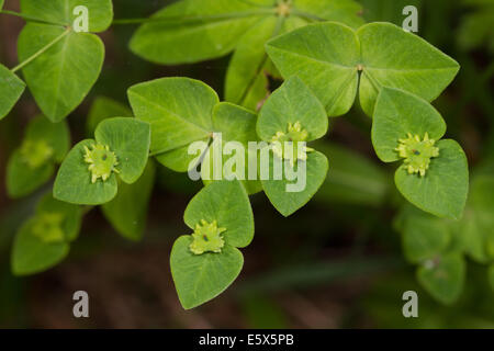 Broad-leaved Spurge (Euphorbia platyphyllos) Stock Photo