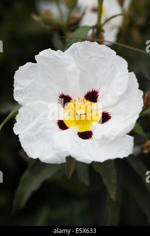 Cistus ladanifer. Gum rockrose flower. Stock Photo