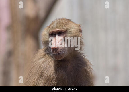 face of an adult baboon Stock Photo