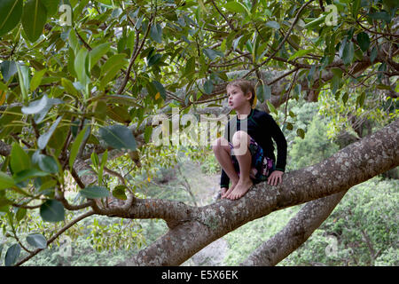 Boy sitting in tree and gazing Stock Photo