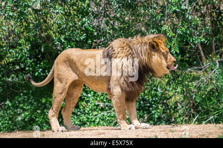 Large mane Lion, wander in search of a dam Stock Photo