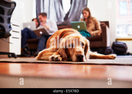Portrait of bored dog lying on rug, people on laptops in background