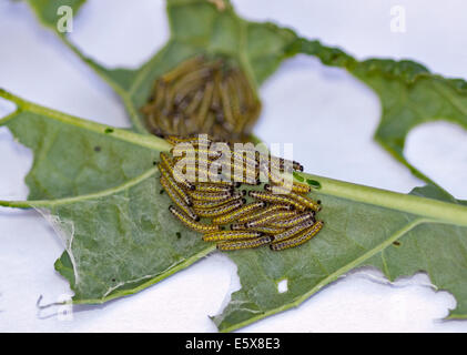 Cabbage White Butterfly Caterpillars (pieris brassicae) eating a Cavolo Nero leaf Stock Photo