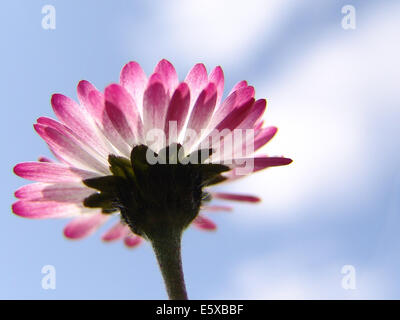 Close up of a daisy Stock Photo