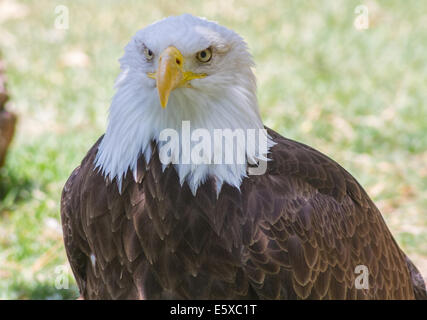 Bald Eagle or White Head (Haliaeetus leucocephalus) Stock Photo