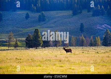 A huge bull elk with a massive set of antlers feeds in a meadow in Yellowstone National Park in Wyoming. Stock Photo