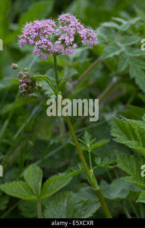 Greater Burnet Saxifrage (Pimpinella major) Stock Photo