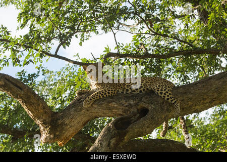 Portrait of leopard reclining in tree in afternoon light Stock Photo