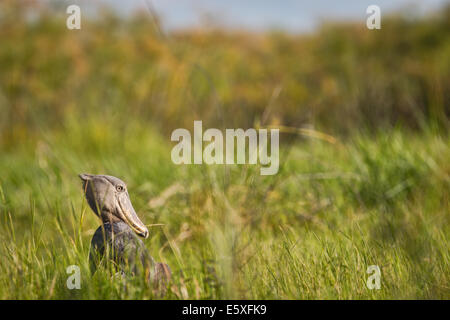 The Bangweulu Wetlands in Zambia is one of the best places to search for wild Shoebill (Balaeniceps rex). Stock Photo