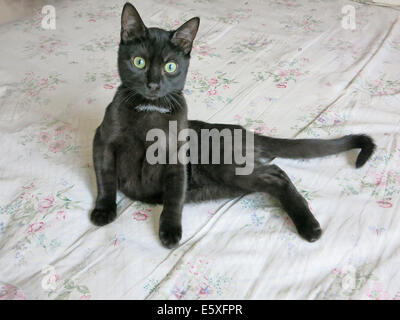 young black cat on a bed Stock Photo
