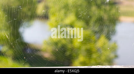 fine web background with vegetation from behind Stock Photo