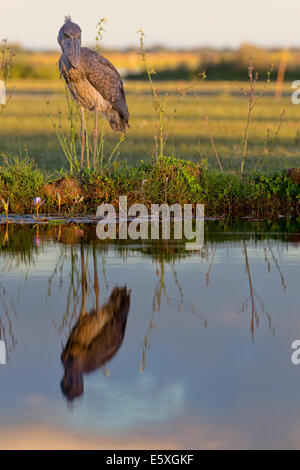 Shoebill (Balaeniceps rex) and a big draw for birders at Bangweulu, Zambia. Stock Photo