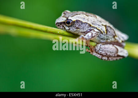 Reed Frogs (Hyperolius sp.) are abundant and noisy residents of Bangweulu, Zambia. Stock Photo