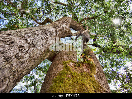Miombo woodlands cover huge tracts of land near Bangweulu, Zambia and house many magnificent trees. Stock Photo