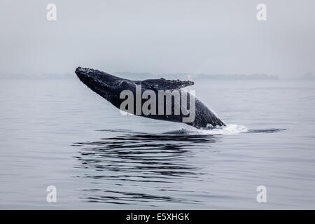 Close-up of humpback whale breaching high out of the water Stock Photo