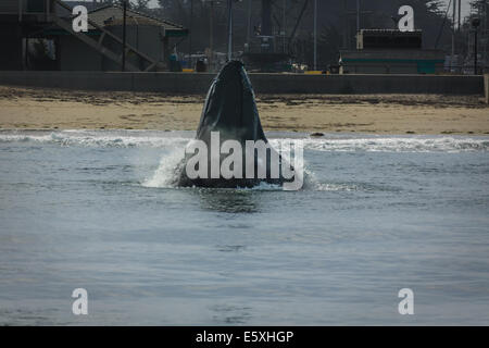 Humpback whale, Megaptera novaeangliae, lunge feeding near beach Stock Photo