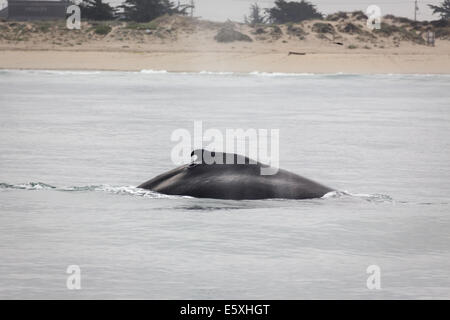 Humpback whale, Megaptera novaeangliae, surfacing near beach Stock Photo