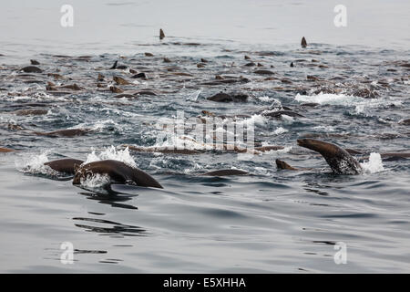 Sea lion pod feeding frenzy Stock Photo