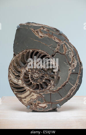 Ammonite, Asteroceras stellare, Early Jurassic period Stock Photo