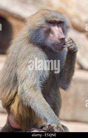 face of an adult baboon Stock Photo