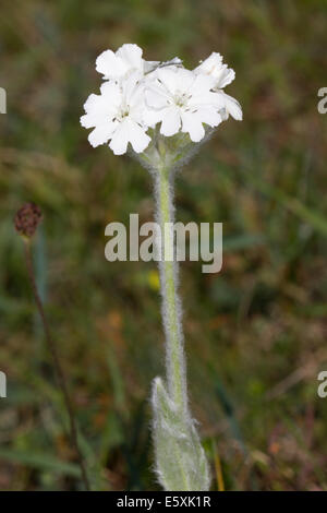 white-form of Flower-of-Jove (Silene flos-jovis) Stock Photo