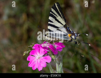 Scarce Swallowtail (Iphiclides podalirius) feeding on Flower-of-Jupiter (Silene flos-jovis) flower Stock Photo