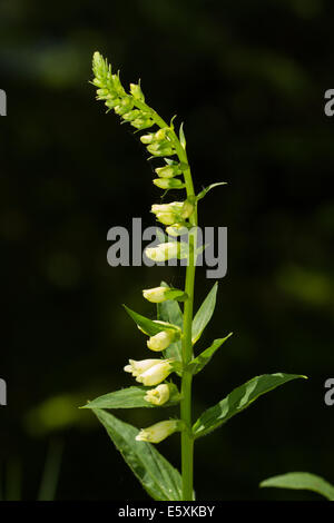 Small Yellow Foxglove (Digitalis lutea) flower Stock Photo
