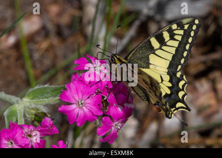 Common Swallowtail (Papilio machaon) feeding on Flower-of-Jove (Silene flos-jovis) flowers Stock Photo