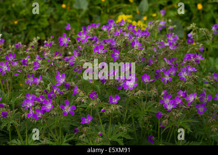 Wood Cranesbill (Geranium sylvaticum) flowers Stock Photo