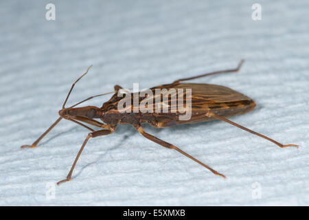 Adult Kissing Bug (Rhodnius prolixus), the insect vector of Chagas Disease Stock Photo