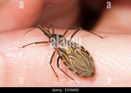 Adult Kissing Bug (Rhodnius prolixus), the insect vector of Chagas Disease, walking on human skin Stock Photo