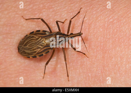 Adult Kissing Bug (Rhodnius prolixus), the insect vector of Chagas Disease, walking on human skin Stock Photo