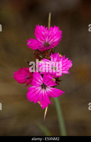 Carthusian Pink (Dianthus carthusianorum) flower Stock Photo