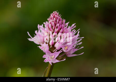Round-headed Orchid (Traunsteinera globosa) Stock Photo