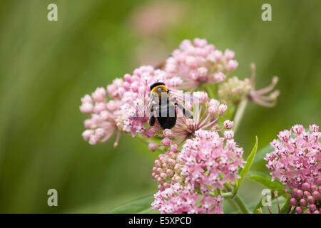 A large Eastern Carpenter Bee gathering nectar from newly opened pink flowers Stock Photo