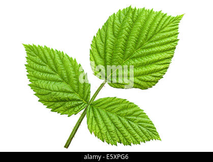 Raspberry leaf isolated on white Stock Photo