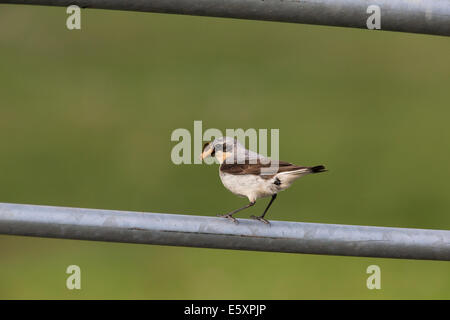 Male Northern Wheatear, Oenanthe oenanthe carrying food to young Stock Photo