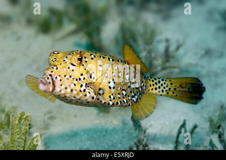 Yellow Boxfish or Cube Trunkfish (Ostracion cubicus) on seagrass, Makadi Bay, Red Sea, Hurghada, Egypt Stock Photo