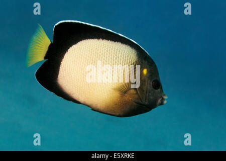 Yellow-ear angelfish (Apolemichthys xanthotis), Makadi Bay, Red Sea, Hurghada, Egypt Stock Photo