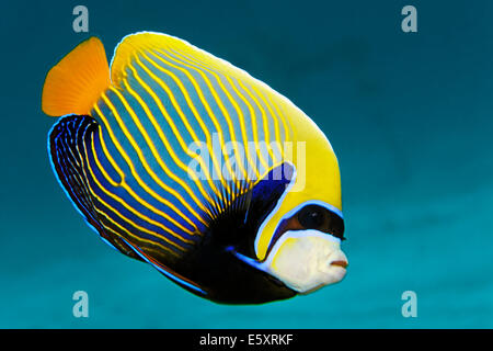 Emperor Angelfish (Pomacanthus imperator), Makadi Bay, Red Sea, Hurghada, Egypt Stock Photo