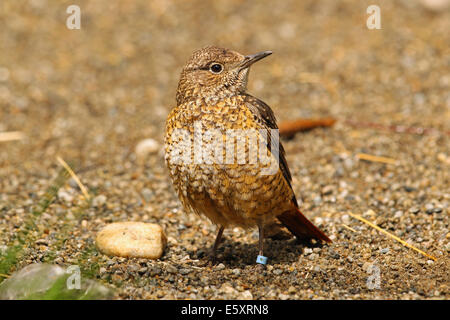 Common Rock Thrush (Monticola saxatilis), Alpine Zoo Innsbruck, Austria Stock Photo