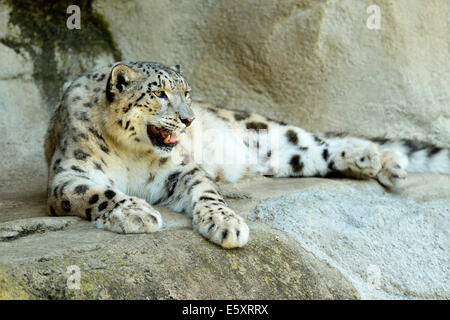 Snow Leopard (Panthera uncia), female, captive Stock Photo